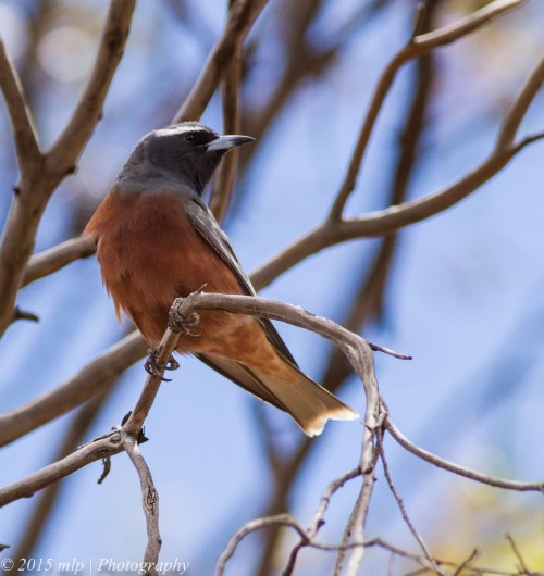 White Browed Woodswallow