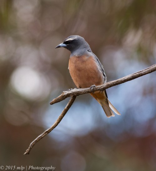 White Browed Woodswallow