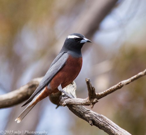 White Browed Woodswallow