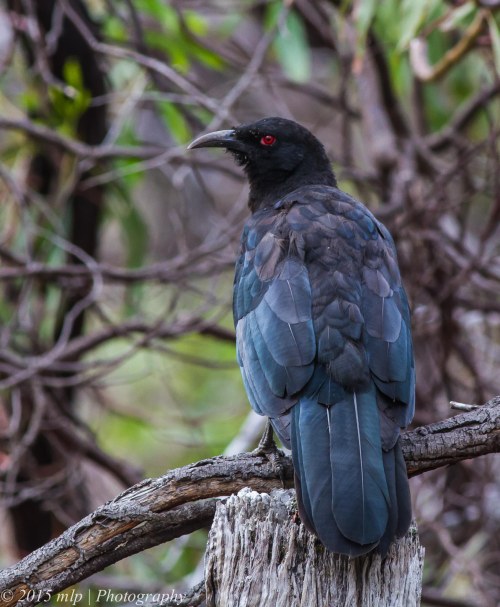 White Winged Chough