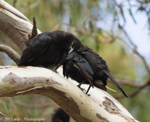 White Winged Chough