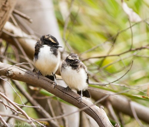Willie Wagtail fledglings II