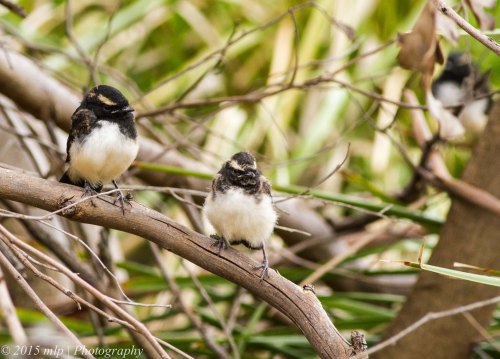 Willie Wagtail fledglings