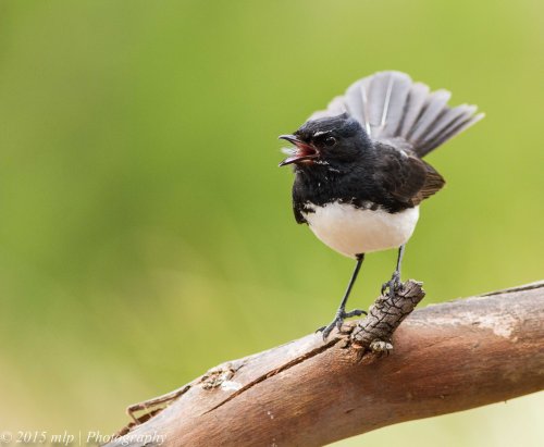 Willie Wagtail II