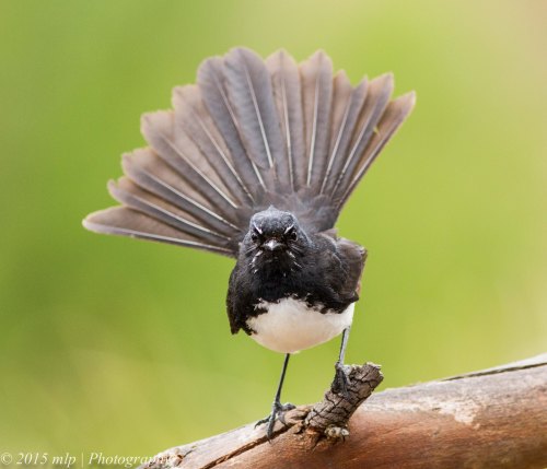 Willie Wagtail III