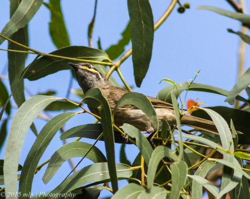 Yellow Faced Honeyeater