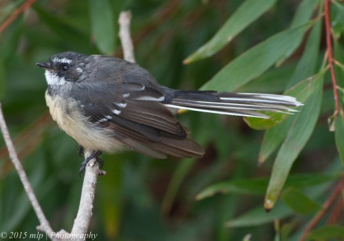 Young Grey Fantail