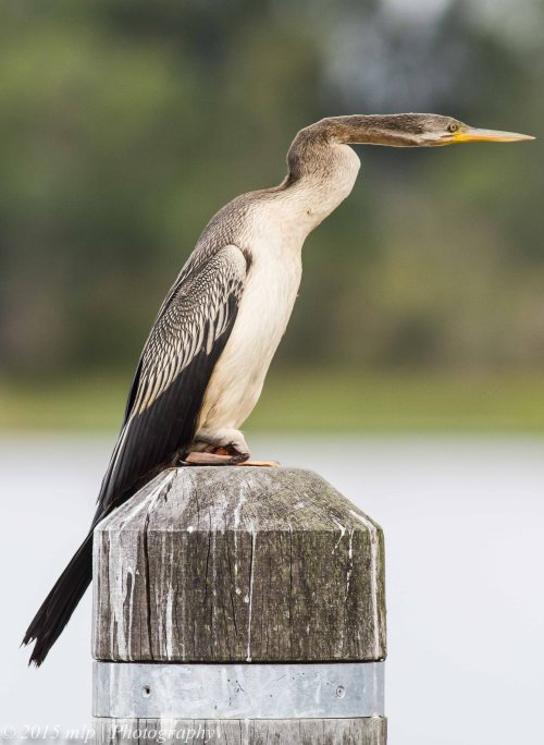 Australasian Darter