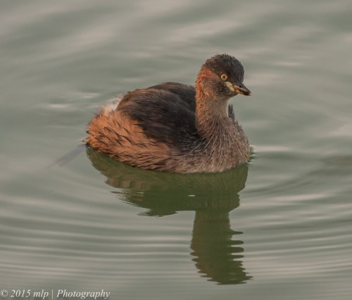 Australasian Grebe