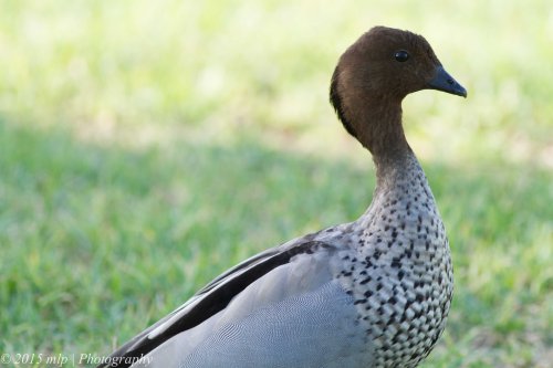 Australian Wood-duck