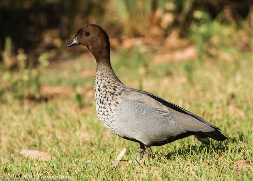 Australian Wood-duck