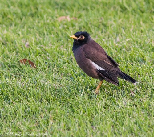 Common Myna