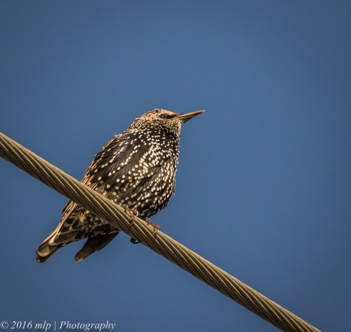 Common Starling, Elster Creek, Elwood