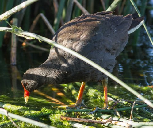 Dusky Moorhen,