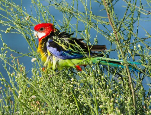 Eastern Rosella