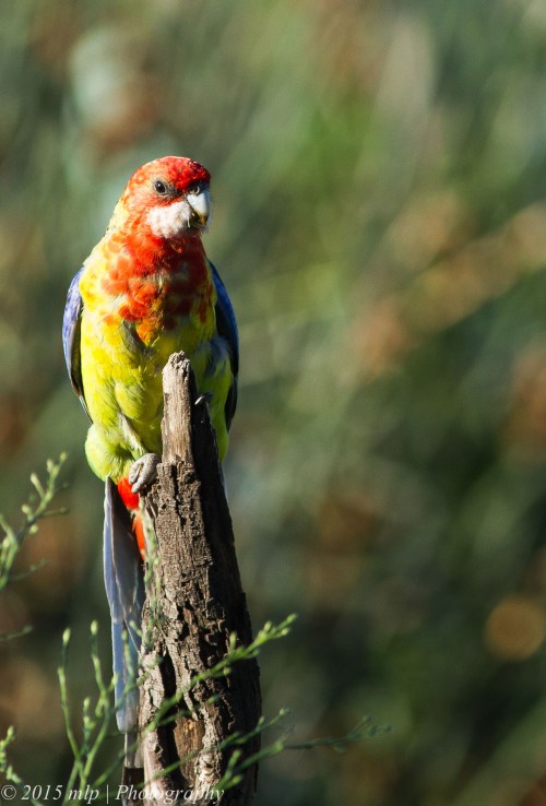 Eastern Rosella