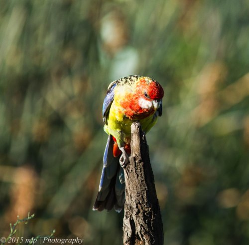 Eastern Rosella