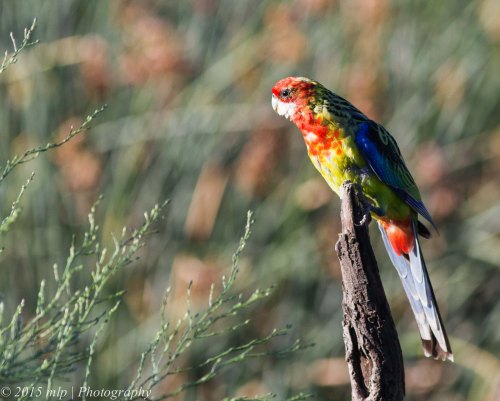 Eastern Rosella