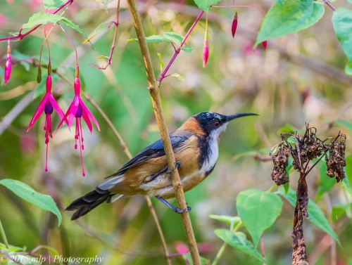 Eastern Spinebill