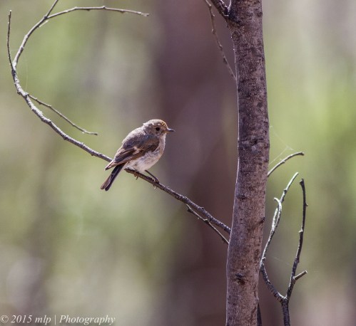 Female Red Capped Robin