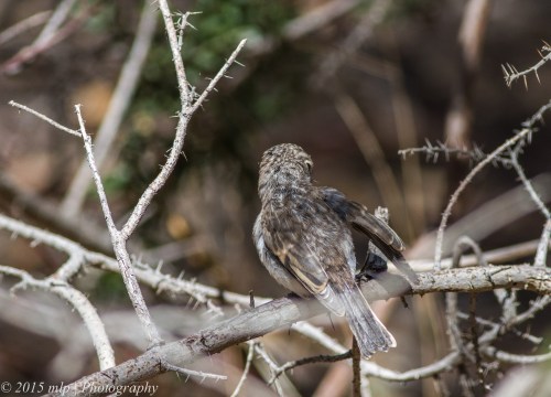 Juvenile Red Capped Robin