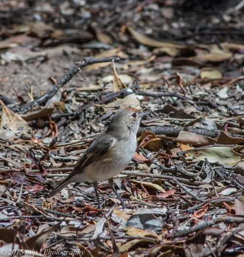 Female Red Capped Robin