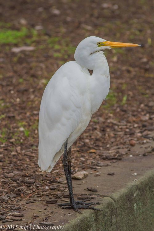 Great Egret