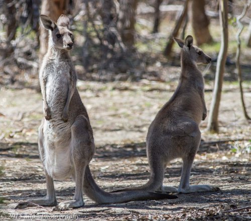 Grey Kangaroos