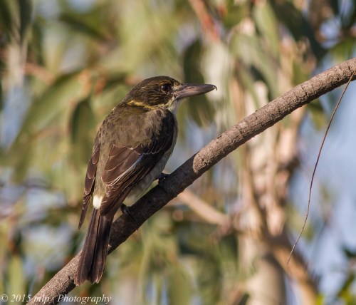 Juvenile Grey Butcherbird