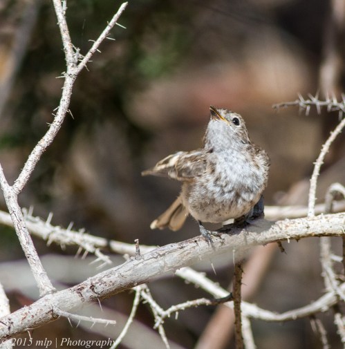 Juvenile Red Capped Robin