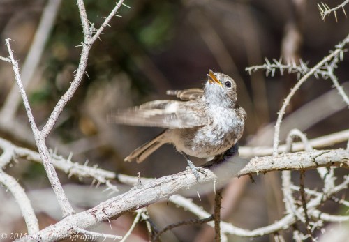 Juvenile Red Capped Robin