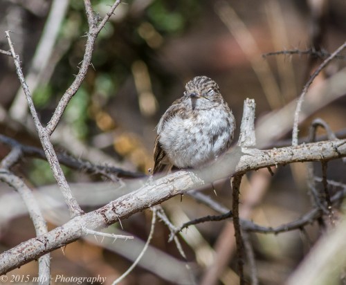 Juvenile Red Capped Robin