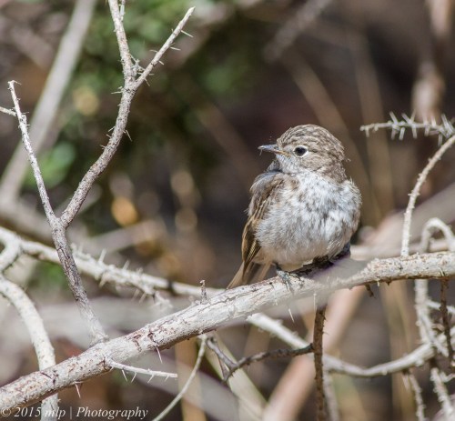 Juvenile Red Capped Robin