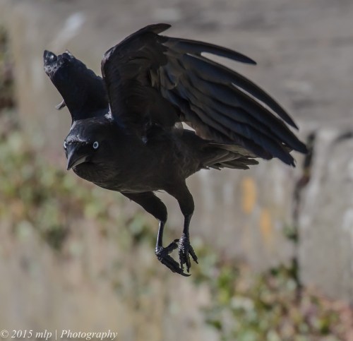 Little Raven, Elster Creek, Elwood