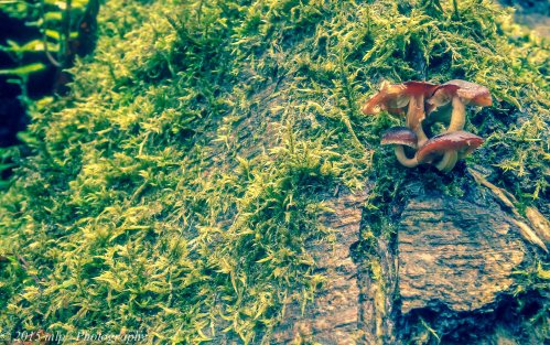 Moss and Mushroom
