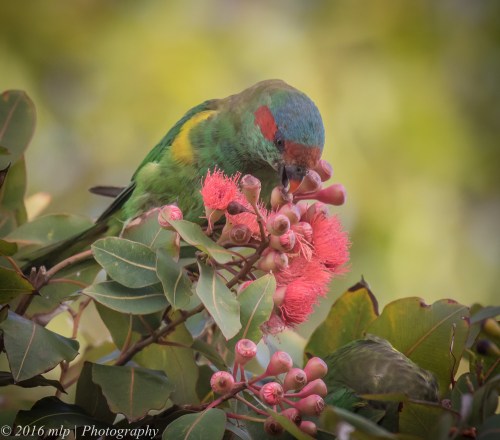 Musk Lorikeet, Elster Creek, Elsternwick