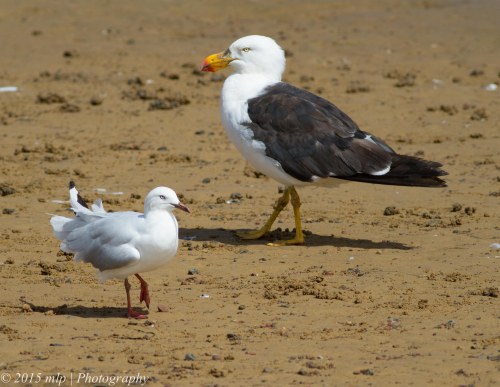 Pacific and Silver Gulls