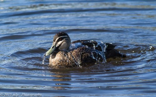 Pacific Black Duck