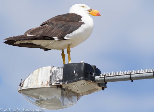 Pacific Gull