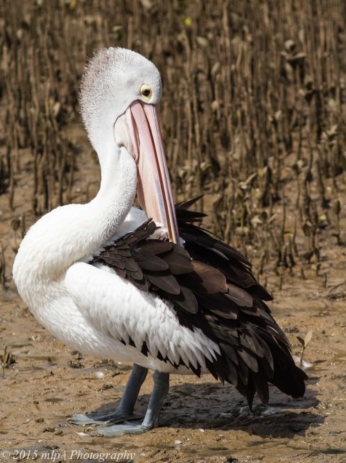 Pelican