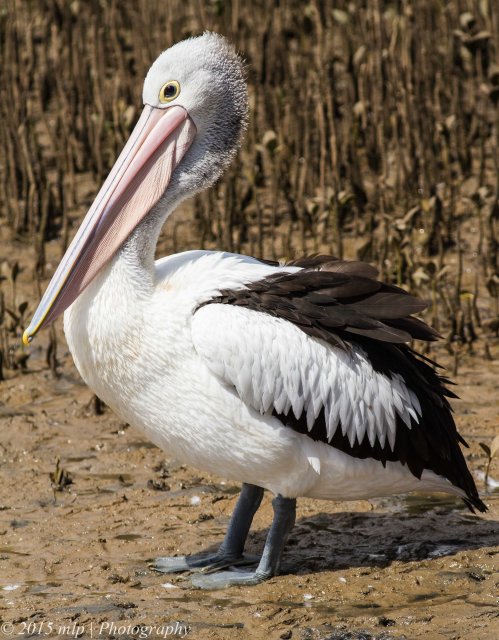 Pelican