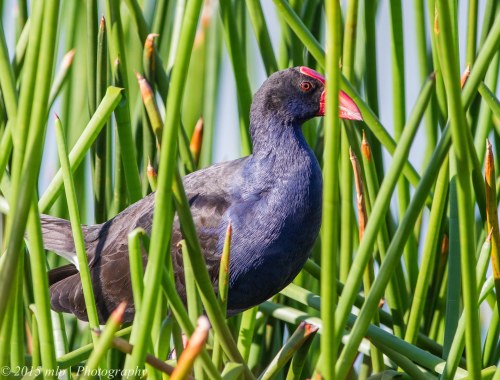 Purple Swamphen