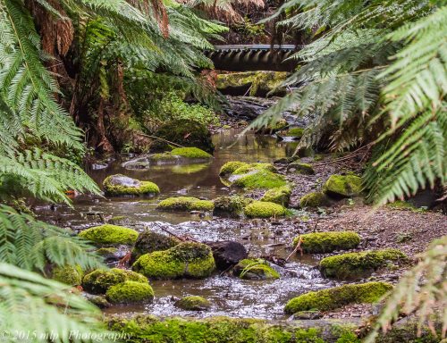 Creek in the rainforest
