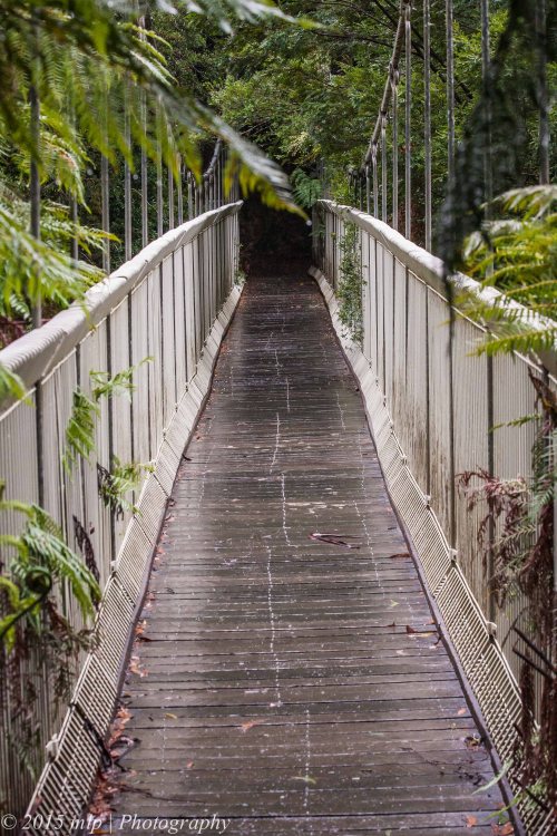 rainforest Bridge 