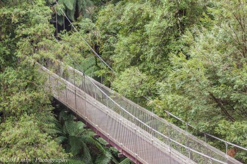 rainforest Bridge 