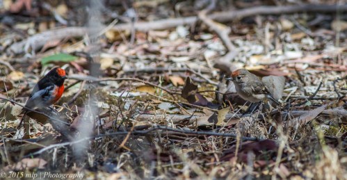 Red Capped Robins