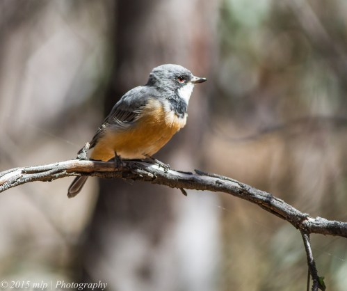 Rufous Whistler