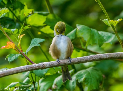 Silvereye