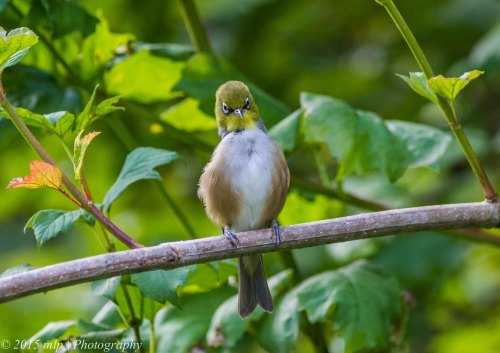 Silvereye