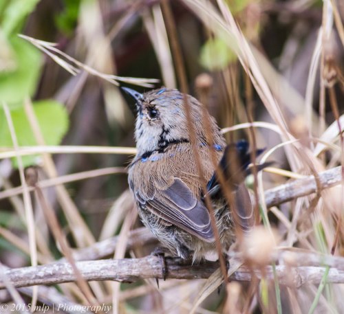 Superb Fairy Wren